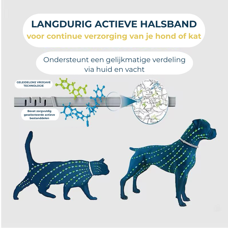 Vlooienband Kat