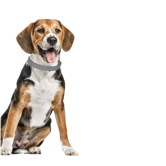 Tekenband Hond